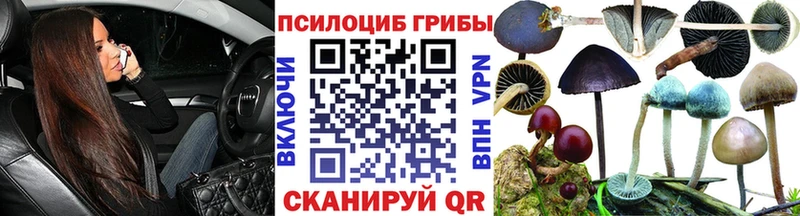 цены   Хасавюрт  Псилоцибиновые грибы Psilocybe 
